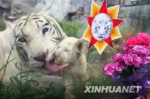 ��Ӣ��ĸ��ѫ�¡�