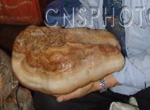 Լġʯ