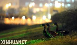 ��Ļʽ��"�������"